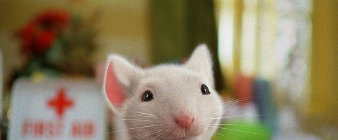 Stuart Little 2 background