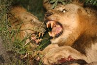 Brothers in Blood: The Lions of Sabi Sand poster