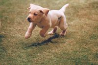 Quill:  The Life of a Guide Dog poster