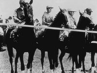 National Velvet poster