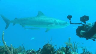 Sharks (in 3D) still 2