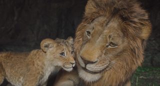 Mufasa: The Lion King still 4