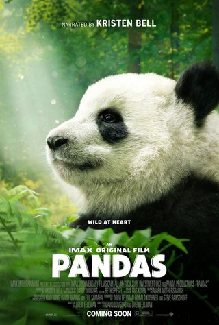 Pandas still 1