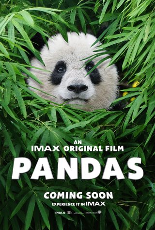 Pandas still 4