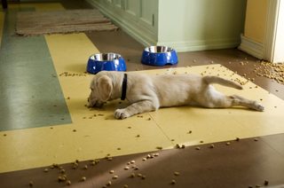 Marley & Me still 8