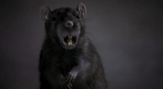 The Rats still 8
