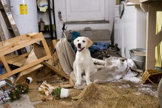Marley & Me still 5