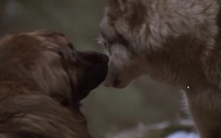 The Call of the Wild: Dog of the Yukon still 7
