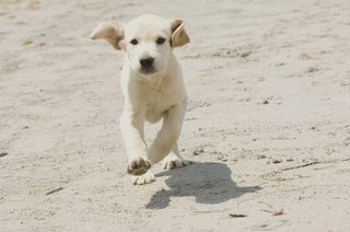 Marley & Me still 6