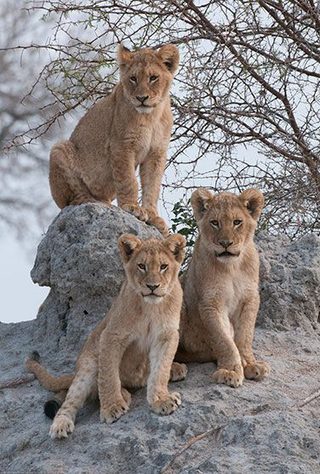 Brothers in Blood: The Lions of Sabi Sand still 2